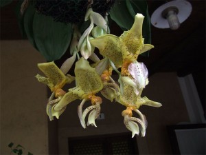 stanhopea_tigrina_3