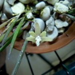 Dendrobium striolatum