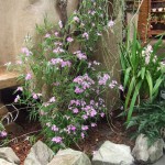 DSCF2785_1