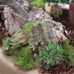 DSCF2786_1