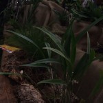 DSCF2798_1