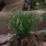 DSCF2804_1
