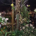 DSCF2805_1