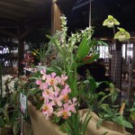 DSCF2811_1