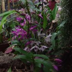 DSCF2816_1