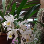 DSCF2820_1