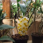 DSCF2829_1