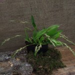 DSCF2832_1