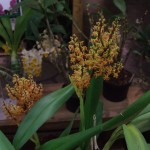 DSCF2833_1