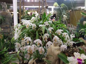 coelogyne_cristata