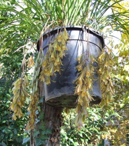 cymbidium_sp_2