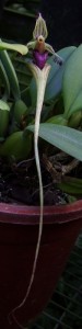 mastigion_fiore