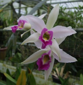 laelia_anceps