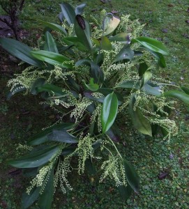 pleurothallis_sp_ecuador_pianta
