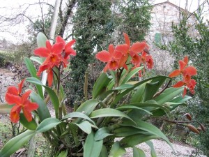 pot_lakeland_brit_pianta