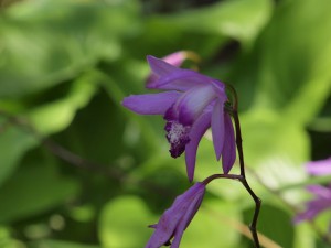 bletilla striata