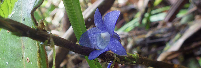 Orchids.it