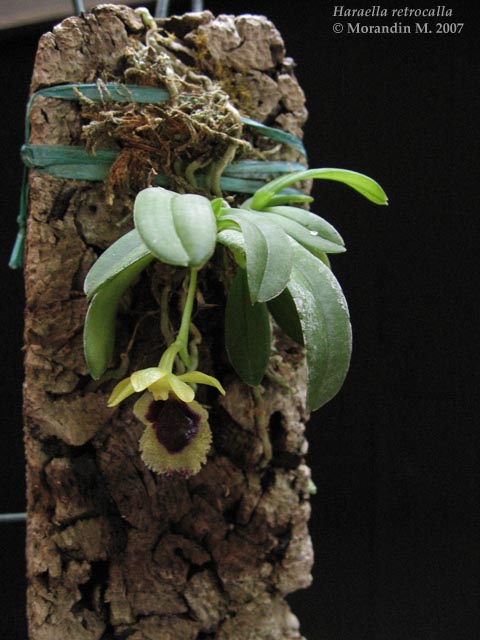 Haraella retrocalla