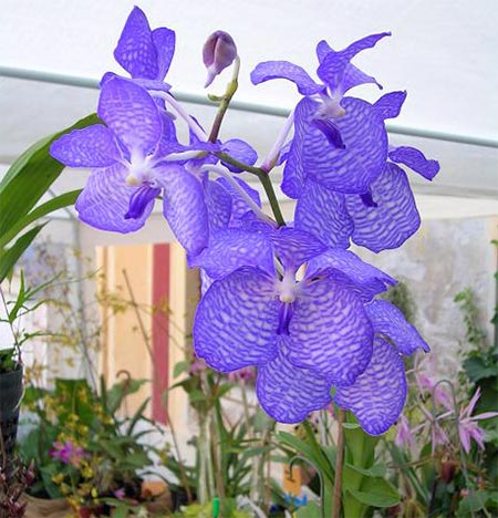 Vanda coerulea, tutte le tonalità del blu | Orchids.it