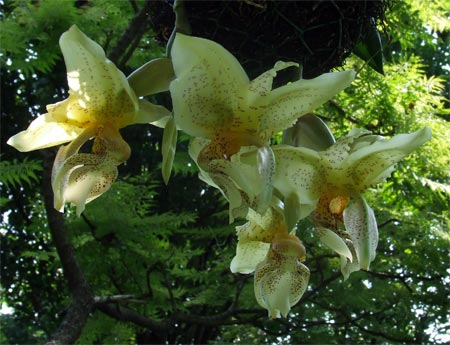 Stanhopea tigrina